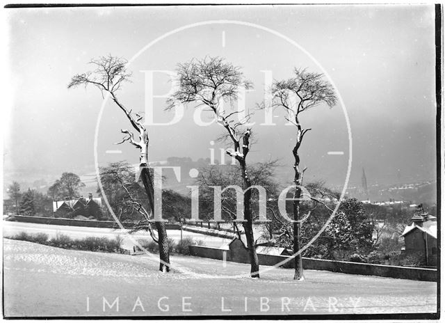 Three dead trees near North Road, Bath c.1909