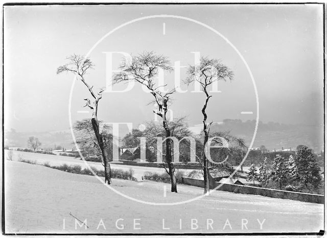 Three dead trees near North Road, Bath c.1909