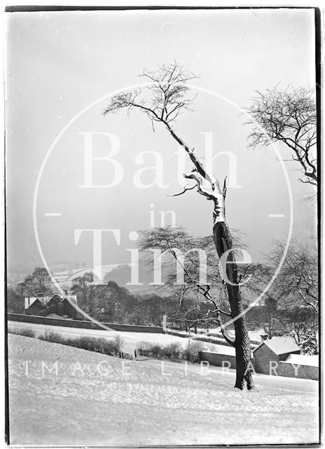 Three dead trees near North Road, Bath c.1909