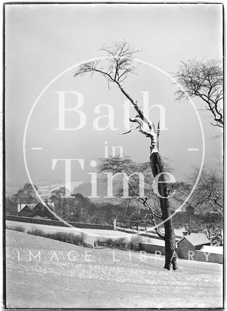 Three dead trees near North Road, Bath c.1909