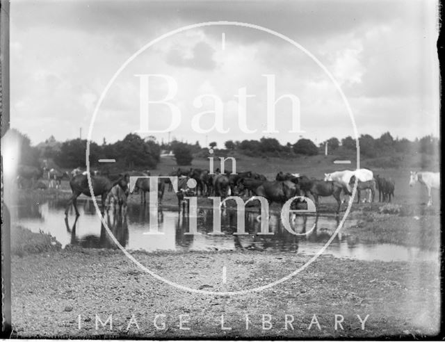 Group of cows at a watering hole c.1890