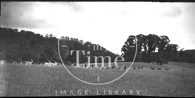 Deer at Longleat, Wiltshire c.1900