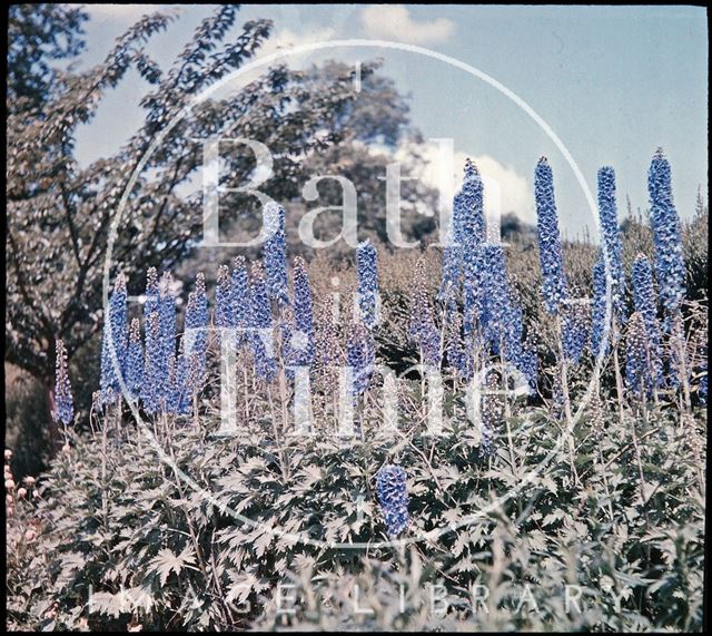 Delphiniums at Blackmore & Langdon's, Twerton Hill Nursery, Bath c.1937?