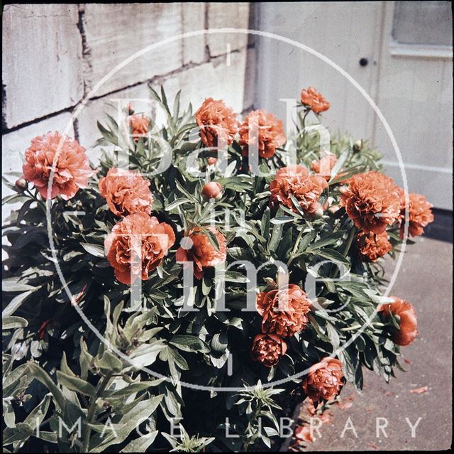 Peonies in the garden of the photographer in Shakespeare Avenue, Bath 1955