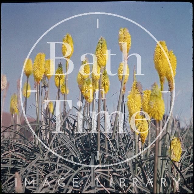 Kniphofias in the garden of the photographer in Shakespeare Avenue, Bath 1955