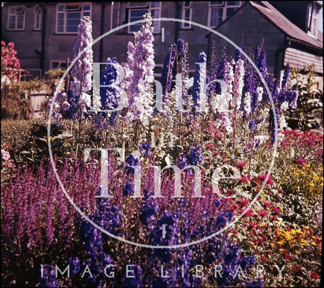 Border in the garden of the photographer in Shakespeare Avenue, Bath 1955