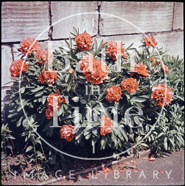 Peonies in the garden of the photographer in Shakespeare Avenue, Bath 1955