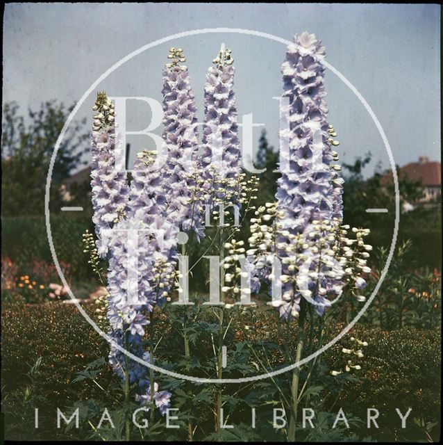 Delphiniums in the garden of the photographer in Shakespeare Avenue, Bath 1955