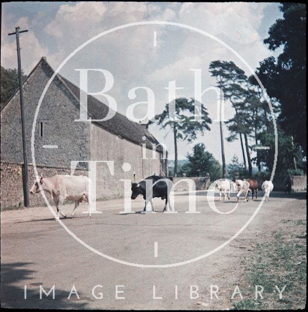 Cows crossing the road in Lacock, Wiltshire 1937