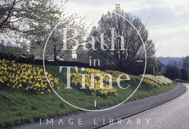 Daffodils along the Warminster Road, Bath 1990