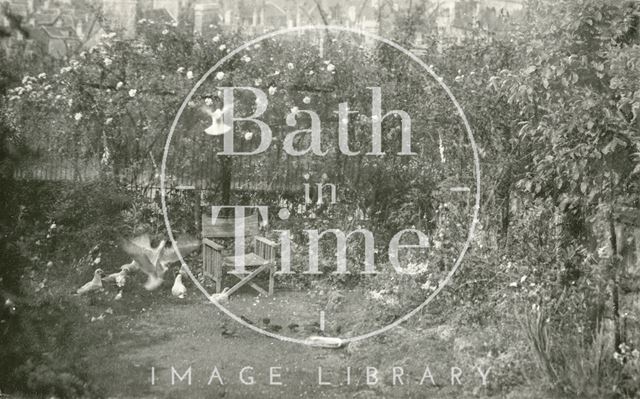 Doves in the photographer's back garden in Sydney Buildings, Bath c.1930