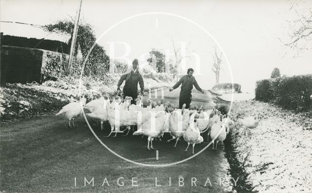 Farmers driving Christmas turkeys along a snowy lane in the Bath area 1981