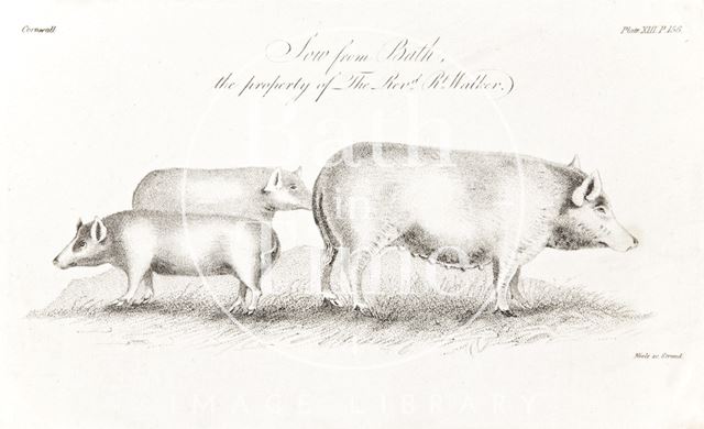 Sow from Bath, the property of The Rev. Rt. Walker 1815