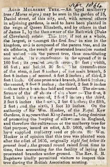 Aged Mulberry Tree, 18, Daniel Street, Bath 1864