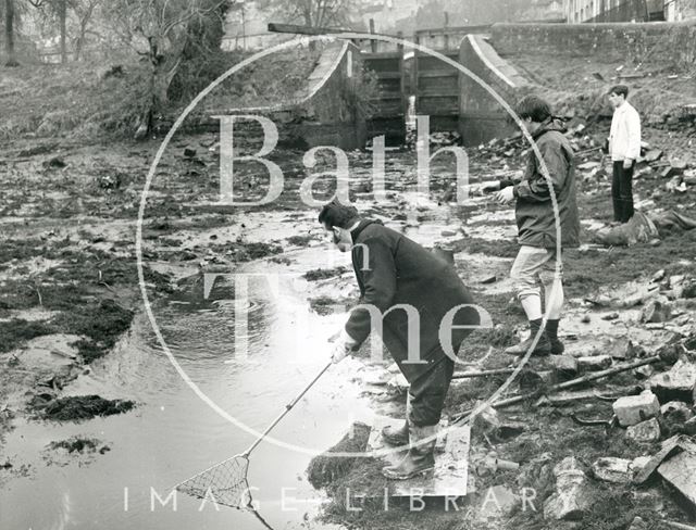 Removing fish from the Kennet and Avon Canal at Widcombe, Bath 1970