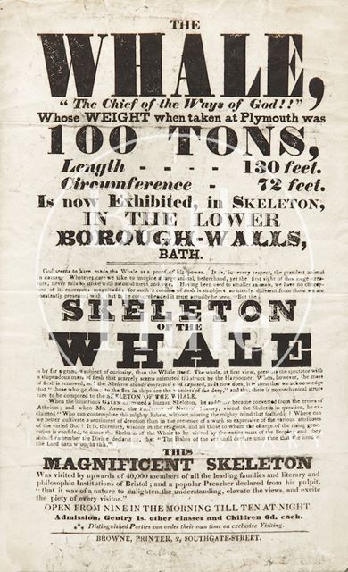 Poster Advertising the Skeleton of a Whale on Display in the Lower Borough Walls, Bath c.1810