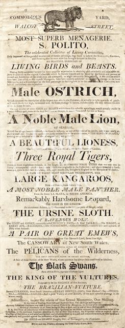 Poster Advertising S. Polito's Grand Menagerie of Living Birds and Beasts in Walcot Street, Bath pre-1810