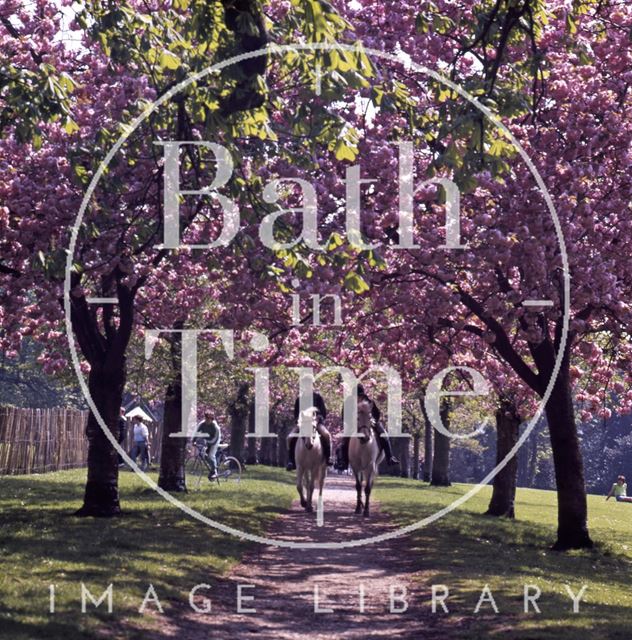 Two horse riders along a beautiful blossom lined path in Royal Victoria Park, Bath c.1980