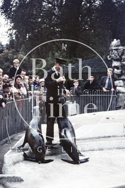 Dudley Zoo keeper and sea lions, Worcestershire c.1959