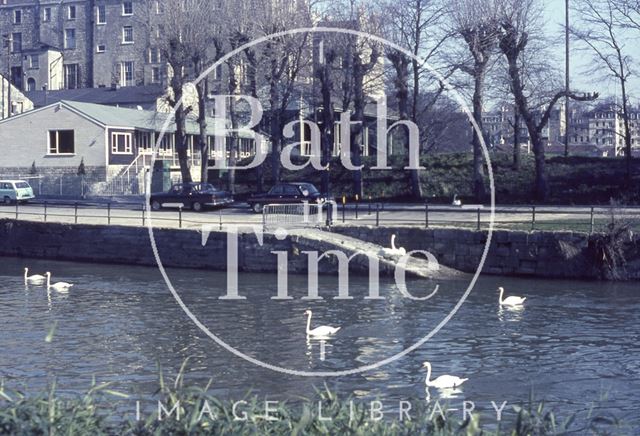 Swans on the River Avon, Bath 1965