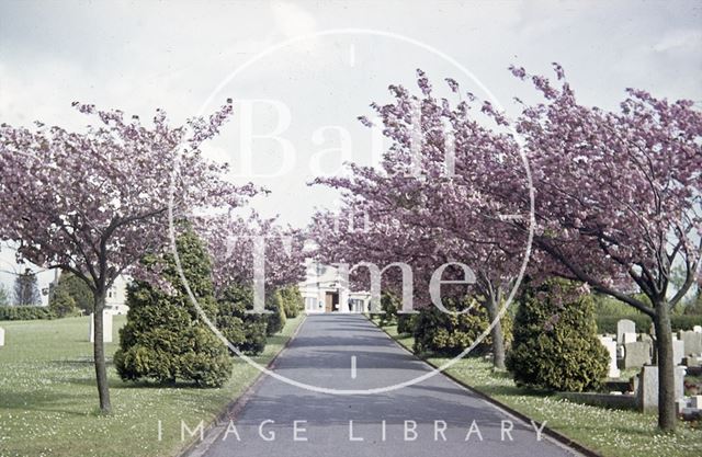 The blossom tree lined avenue at Haycombe Cemetery, Bath c.1960