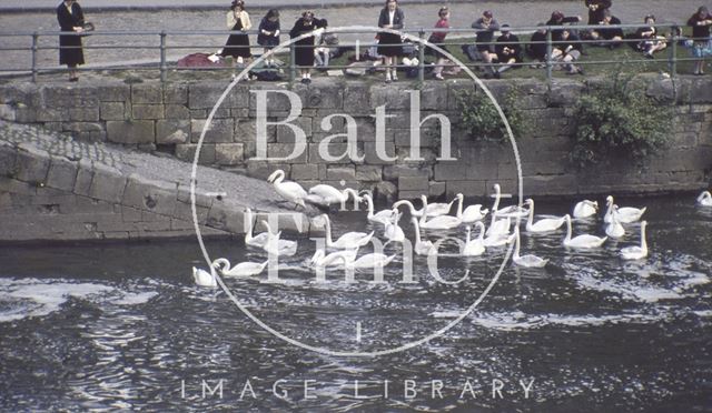 Feeding the swans on the River Avon by Dace's slope near the Recreation Ground, Bath 1959