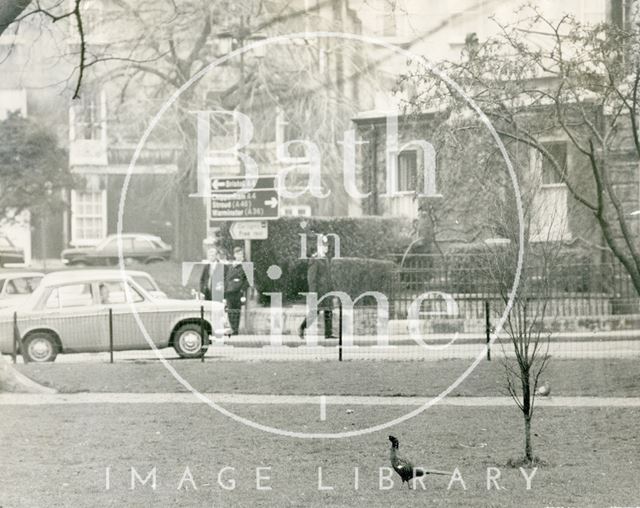 A pheasant in Queen Square, Bath 1971