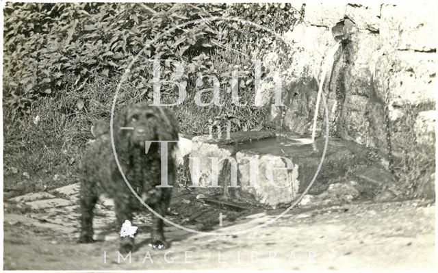 The photographer's dog by the well on Horseshoe Walk, Bath c.1915