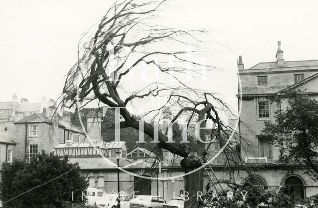 Elm tree felling, Queen's Parade, Bath 1979