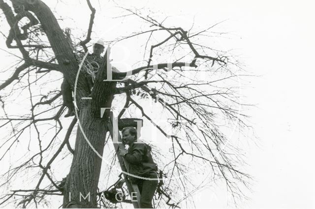 Elm tree felling, Queen's Parade, Bath 1979