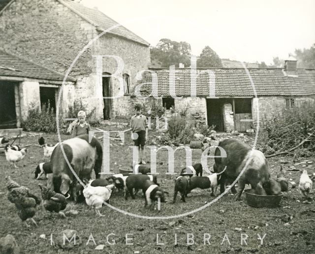 A rural scene with pigs and chickens at Charlcombe Farm, Charlcombe near Bath c.1947