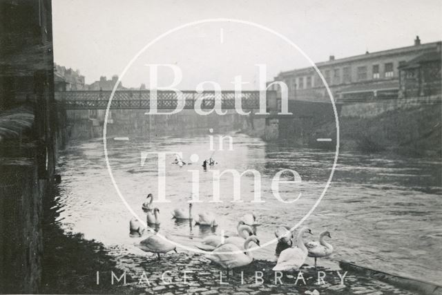 Swans on the flooded footpath of the River Avon opposite Bath Spa Station, Bath 1948