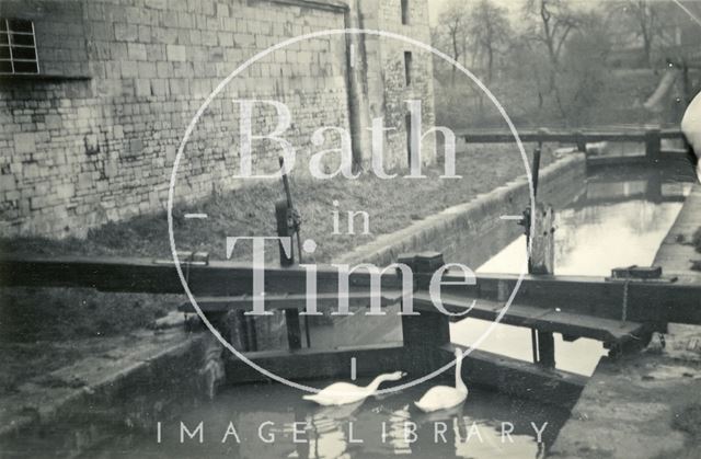 Swans on the Kennet and Avon Canal, Thimble Mill, Widcombe, Bath 1948