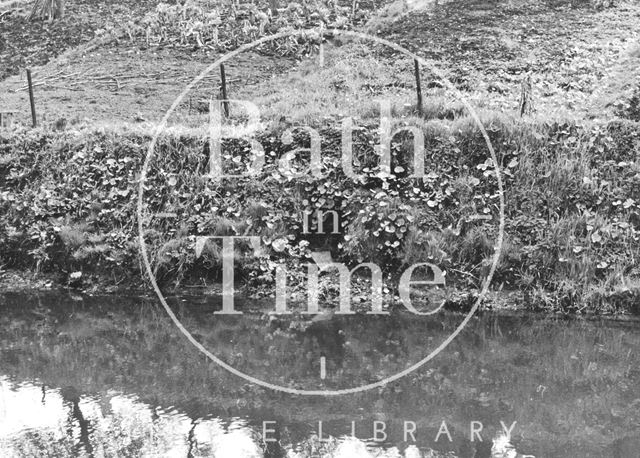 Surface water discharge on east bank approximately 200 ft. above Wash House Lock, Widcombe, Bath 1956