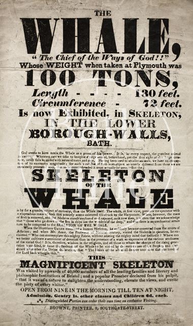 The Whale Skeleton Exhibition, Lower Borough Walls, Bath 1810