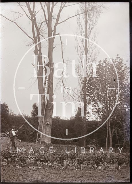 Cutting tall trees in the grounds of Eagle House, Batheaston c.1909