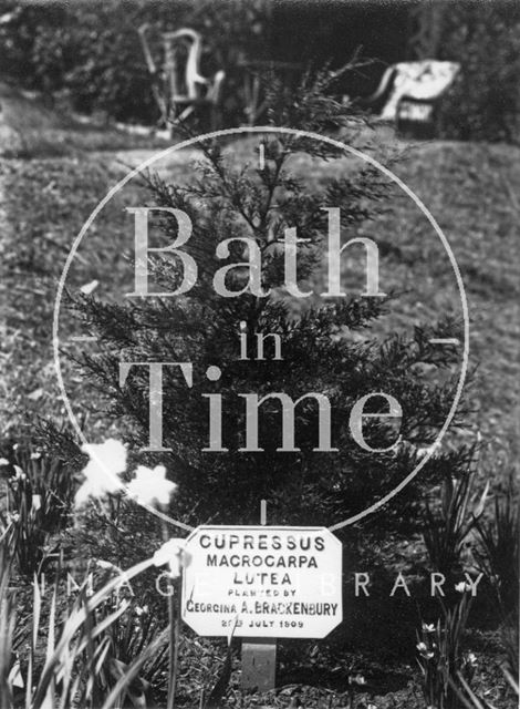 Suffragette Georgina Brackenbury's tree and plaque c.1909