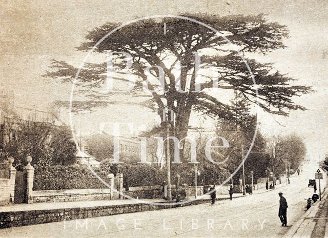 The famous cedar tree at Lambridge, Bath 1925