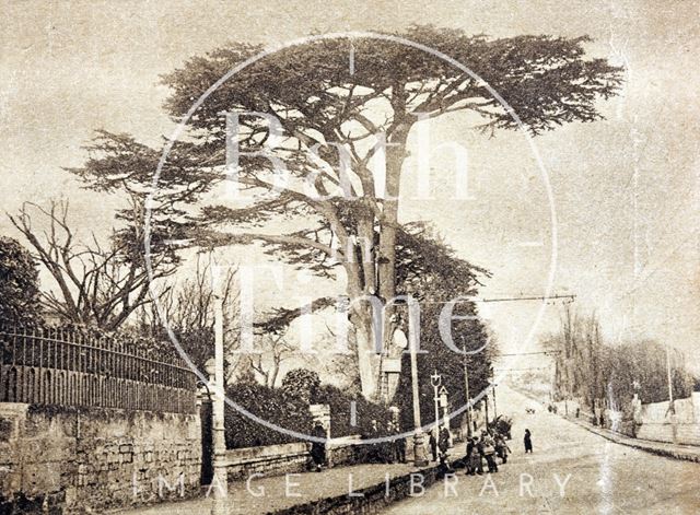 The famous cedar tree at Lambridge, Bath 1925